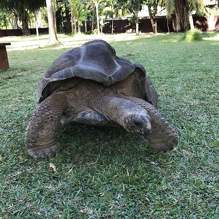 Villa Face Mer Anse Volbert Village Dış mekan fotoğraf