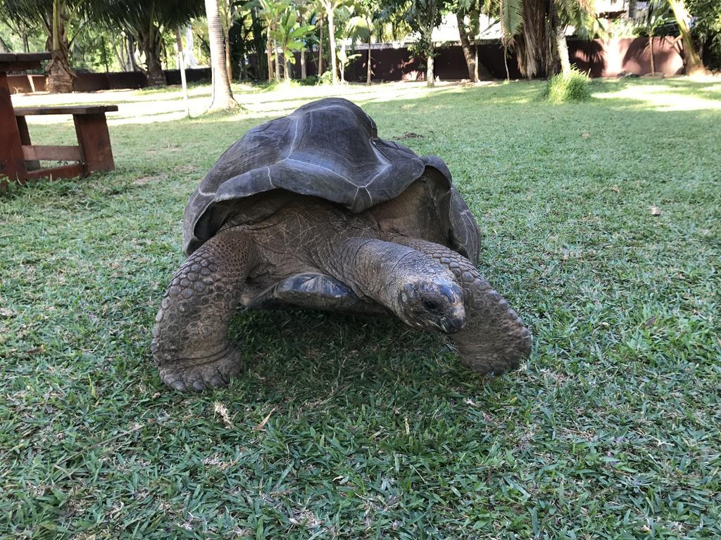 Villa Face Mer Anse Volbert Village Dış mekan fotoğraf